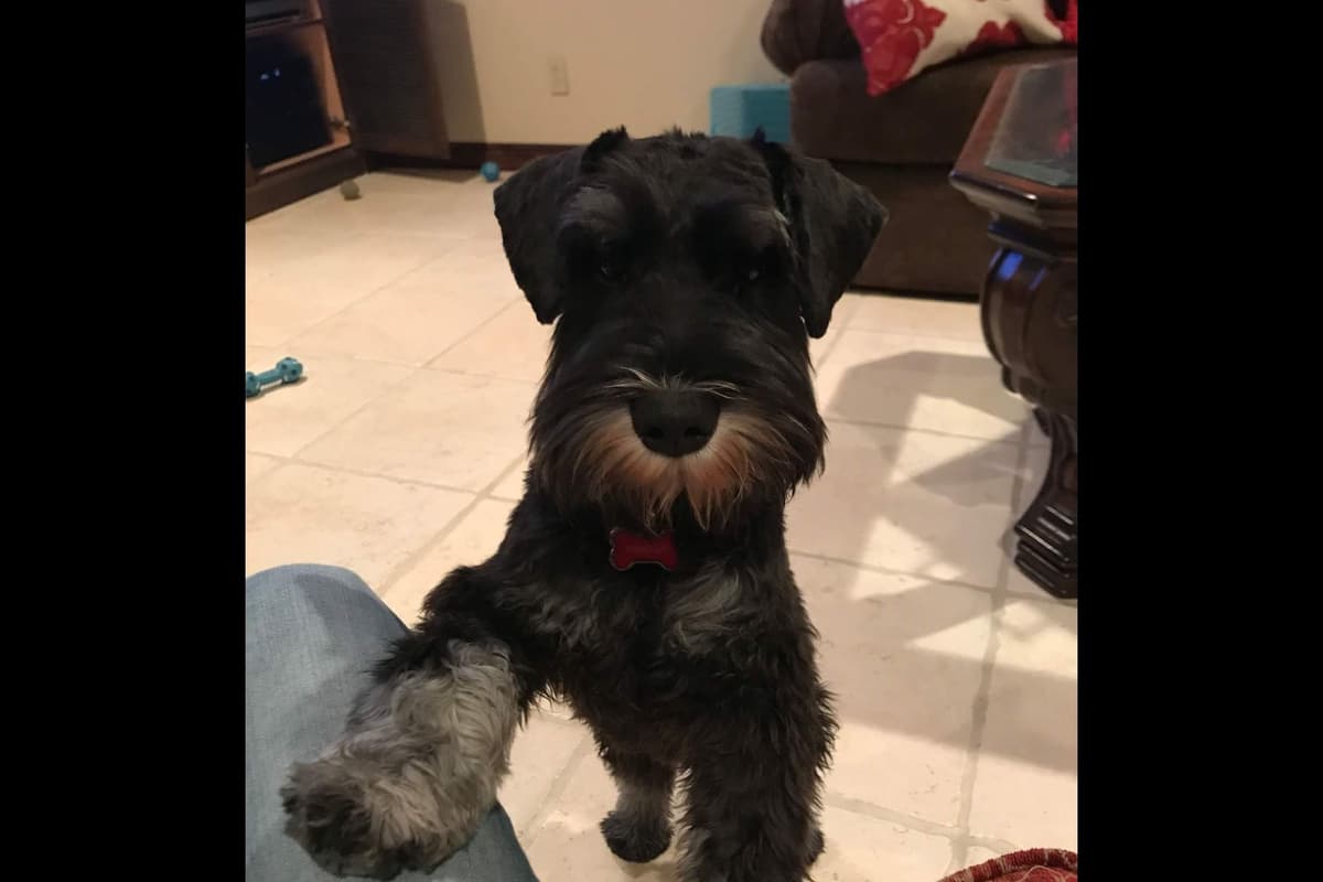 Miniature Schnauzer Puppies Available Now breeder image 15