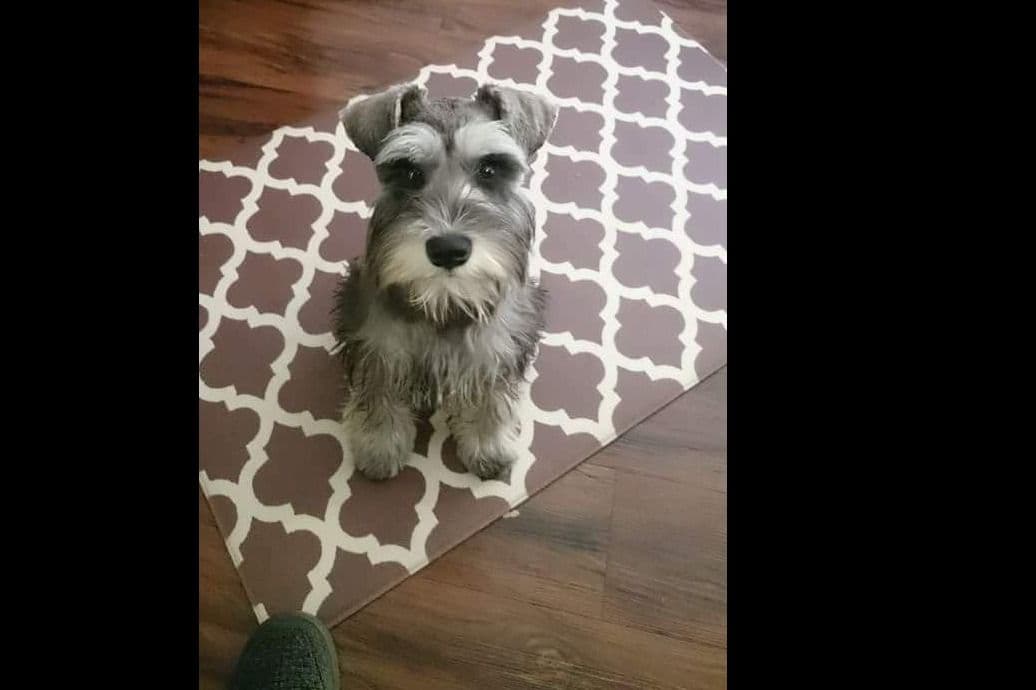 Miniature Schnauzer Puppies Available Now breeder image 16