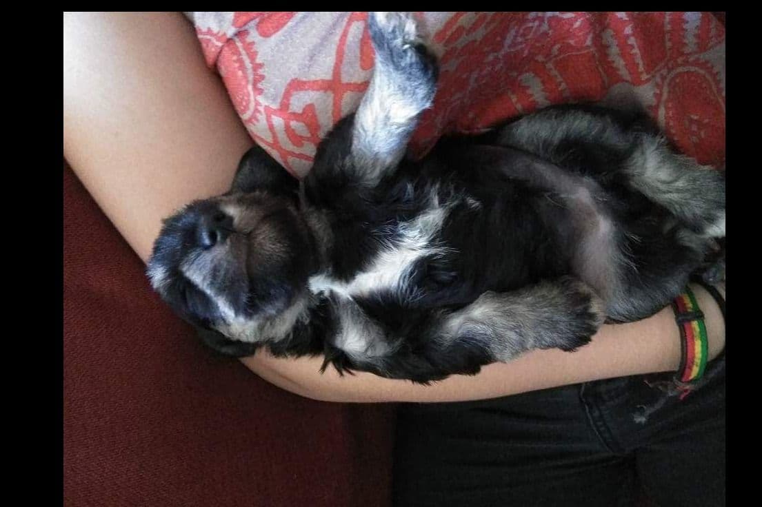 Miniature Schnauzer Puppies Available Now breeder image 17