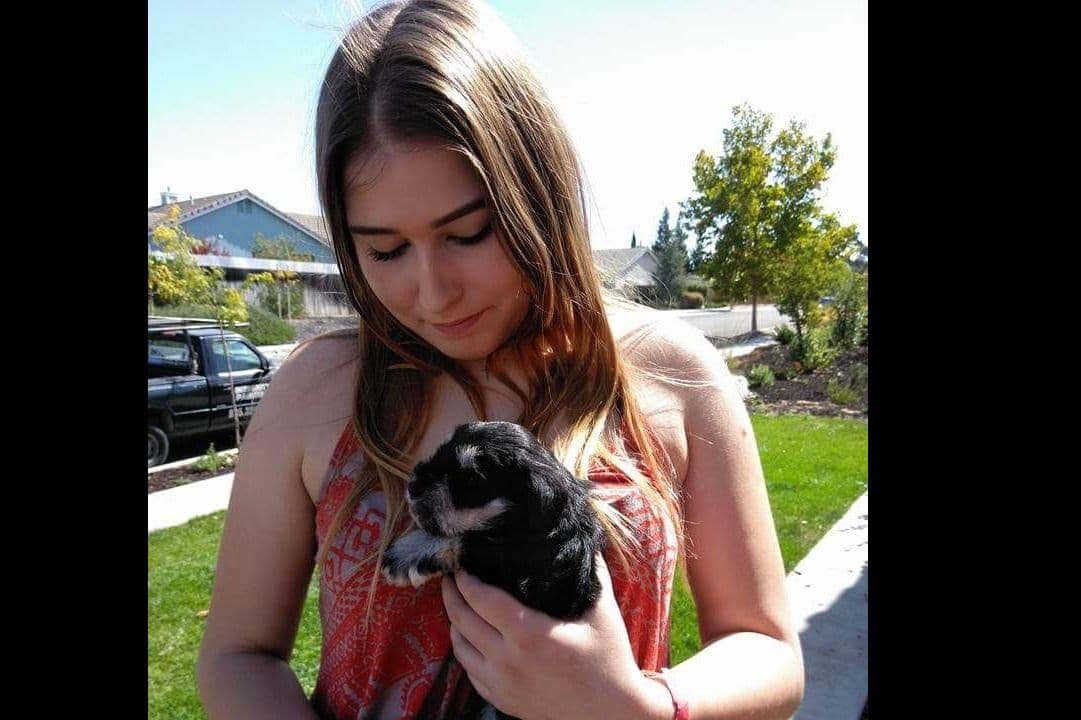 Miniature Schnauzer Puppies Available Now breeder image 18