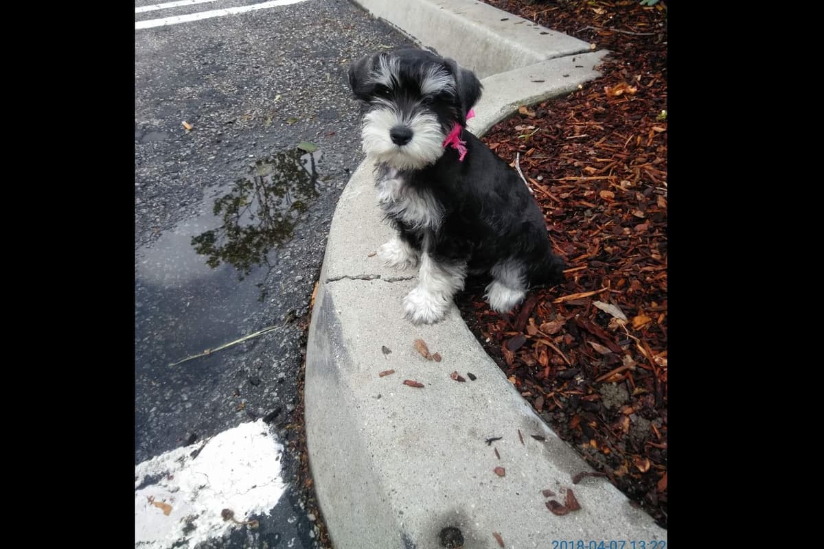 Miniature Schnauzer Puppies Available Now breeder image 20