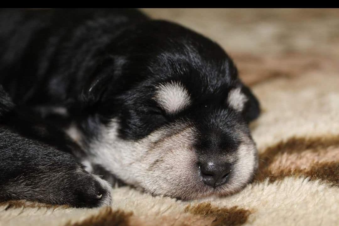 Miniature Schnauzer Puppies Available Now breeder image 2
