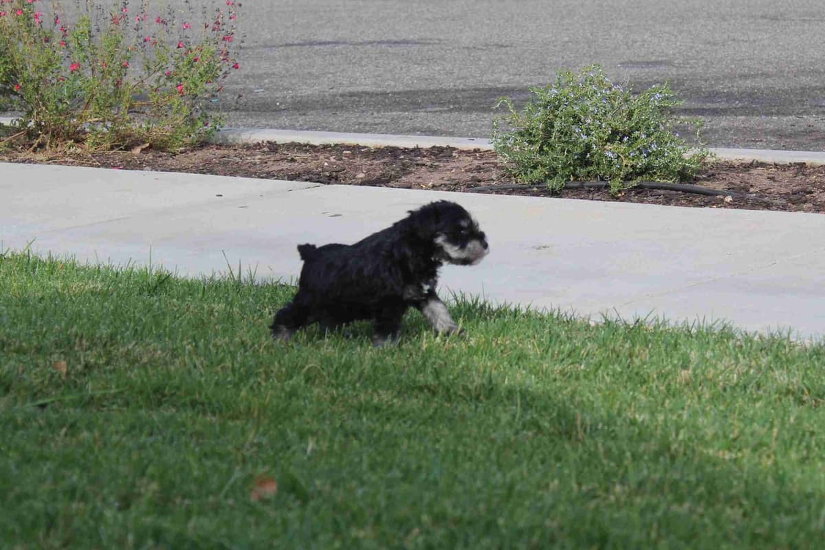 Miniature Schnauzer Puppies Available Now breeder image 1