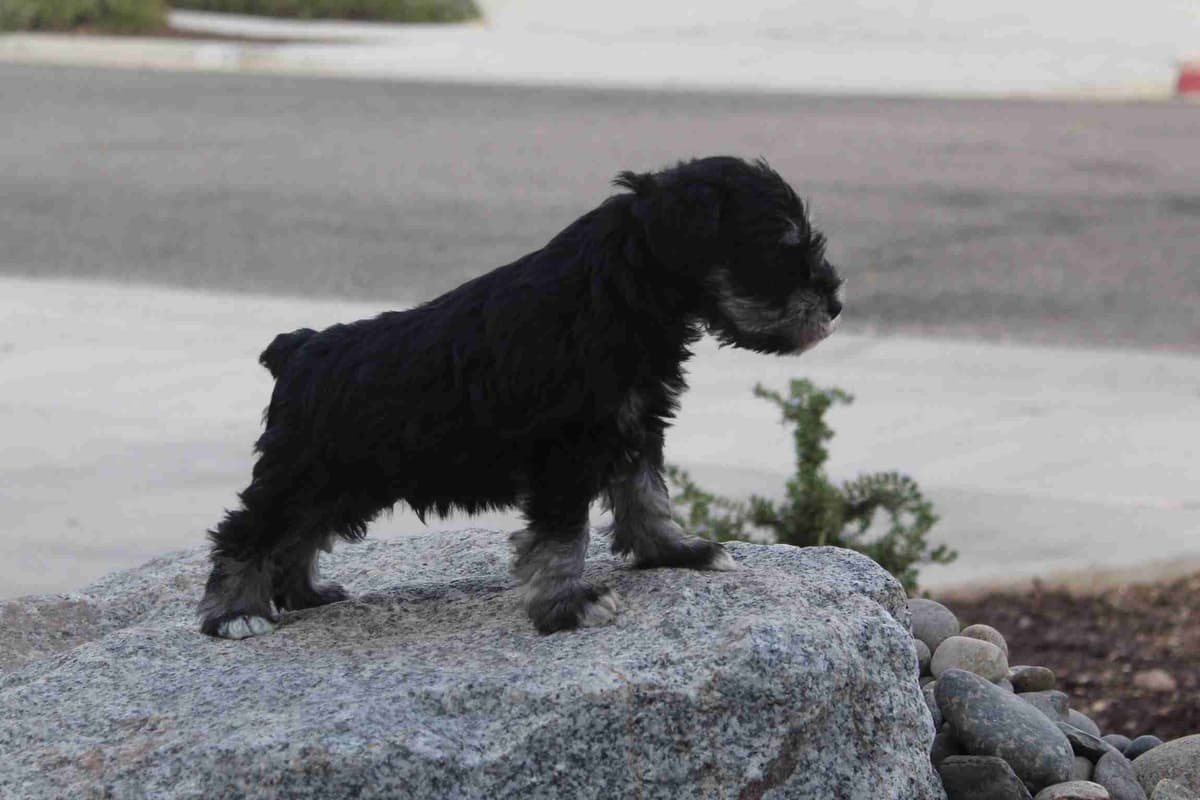Miniature Schnauzer Puppies Available Now breeder image 21