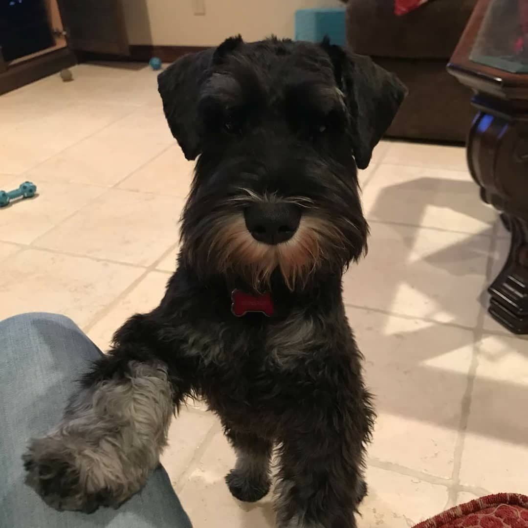 Miniature Schnauzer Puppies Available Now breeder image 22