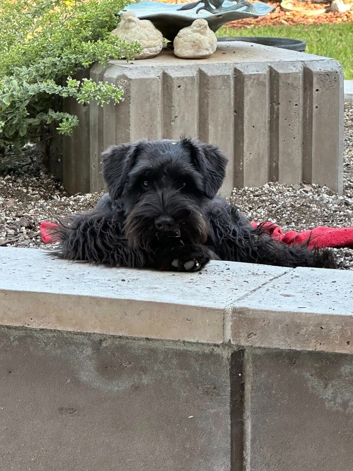 Miniature Schnauzer Puppies Available Now breeder image 24