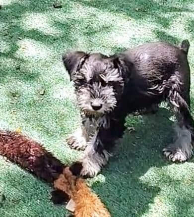 Miniature Schnauzer Puppies Available Now breeder image 25
