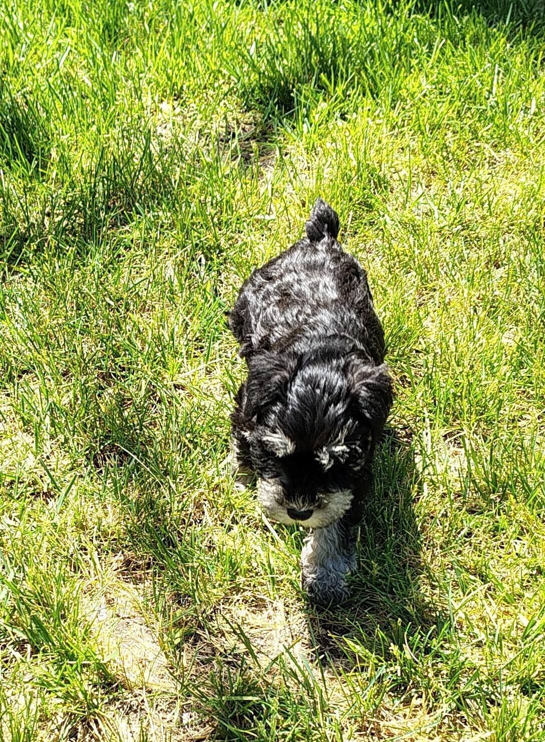Miniature Schnauzer Puppies Available Now breeder image 26