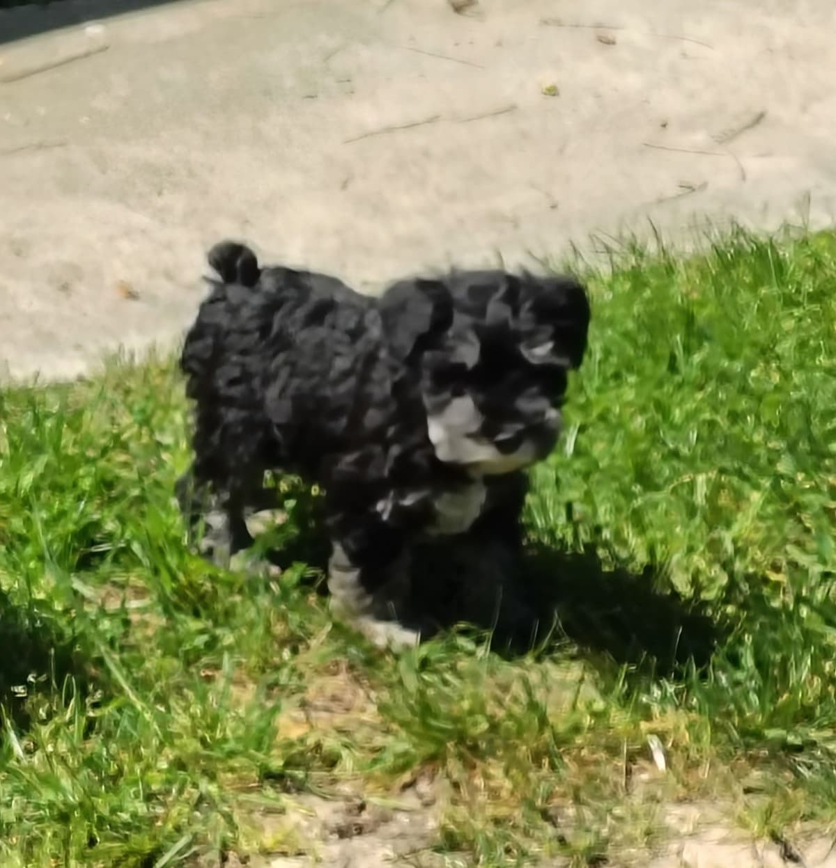 Miniature Schnauzer Puppies Available Now breeder image 27