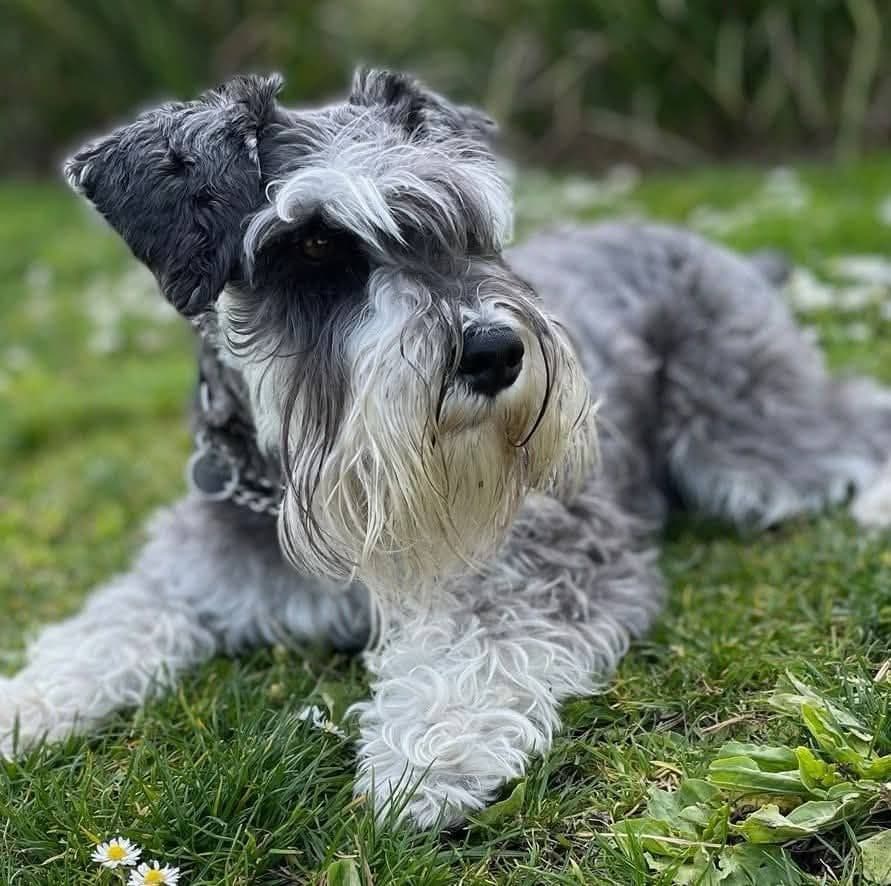 Miniature Schnauzer Puppies Available Now breeder image 28