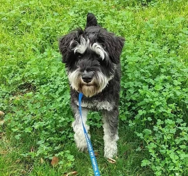 Miniature Schnauzer Puppies Available Now media 4