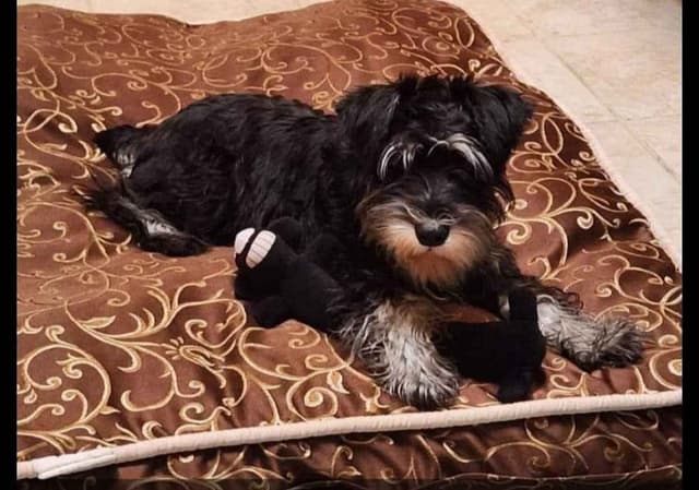 Miniature Schnauzer Puppies Available Now media 2