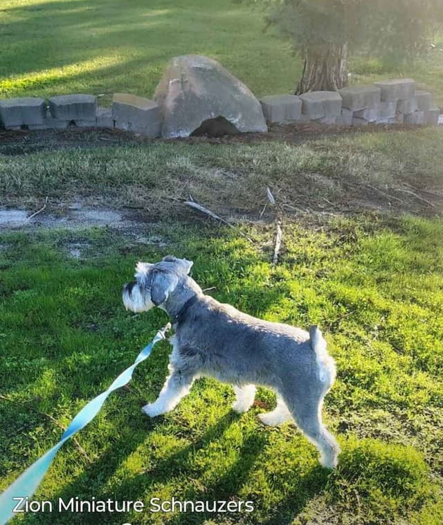 Miniature Schnauzer Puppies Available Now media 3