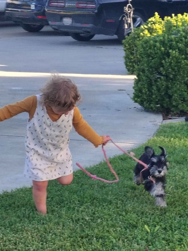 Miniature Schnauzer Puppies Available Now media 7