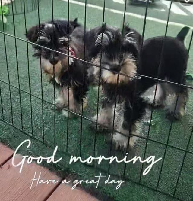 Miniature Schnauzer Puppies Available Now media 8