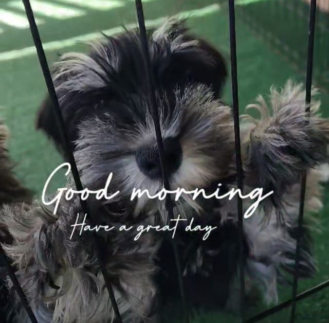 Miniature Schnauzer Puppies Available Now media 9