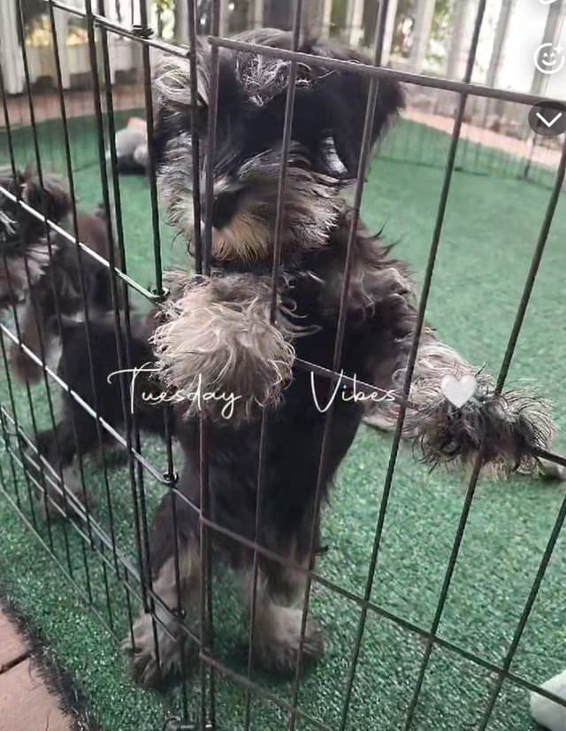 Miniature Schnauzer Puppies Available Now media 10