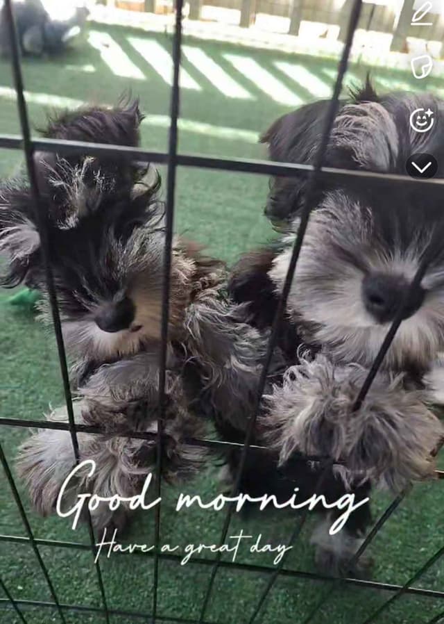 Miniature Schnauzer Puppies Available Now media 11