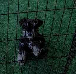 Miniature Schnauzer Puppies Available Now media 12