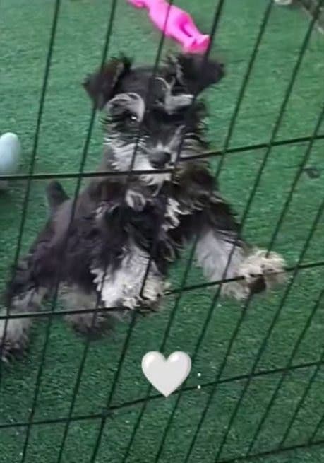 Miniature Schnauzer Puppies Available Now media 13