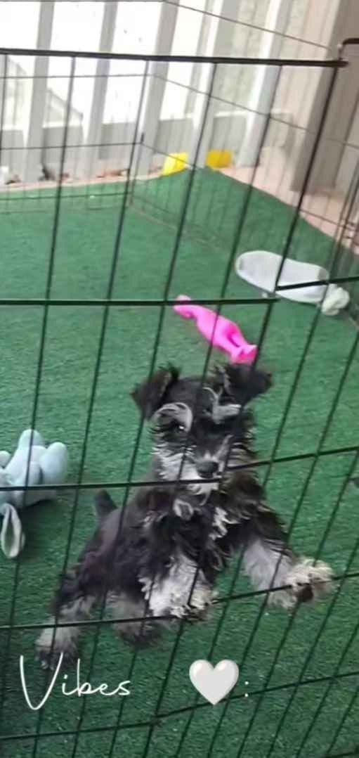 Miniature Schnauzer Puppies Available Now media 14