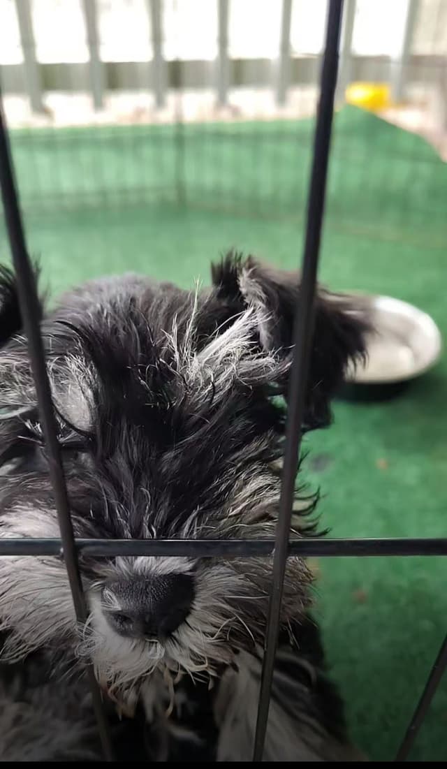 Miniature Schnauzer Puppies Available Now media 15