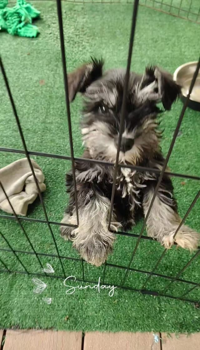Miniature Schnauzer Puppies Available Now media 16