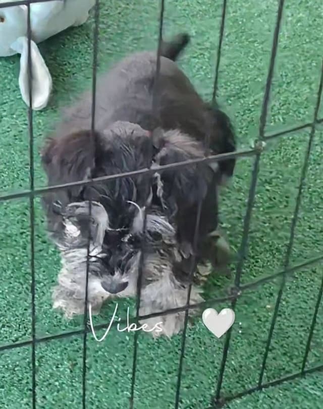 Miniature Schnauzer Puppies Available Now media 17