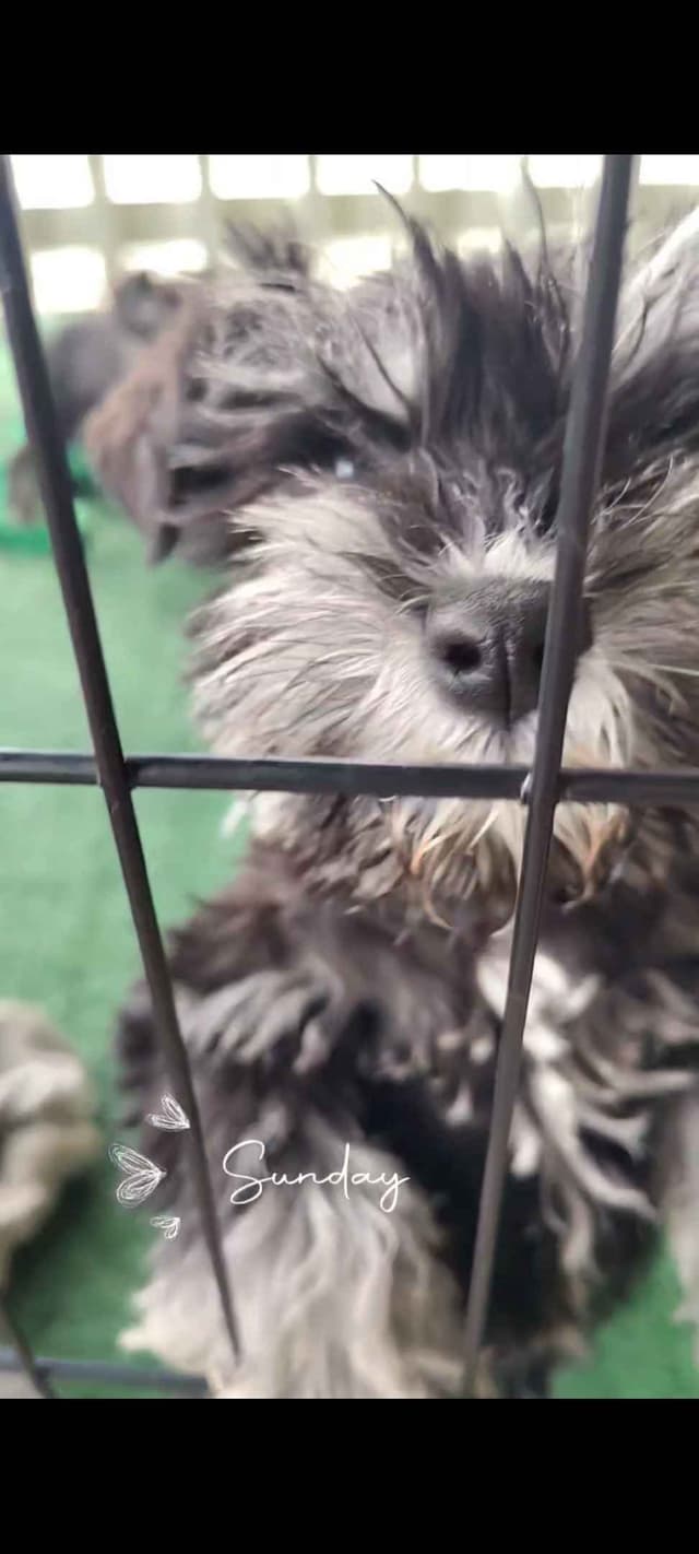 Miniature Schnauzer Puppies Available Now media 18