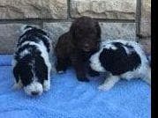 Cane Corso Puppies breeder image 1