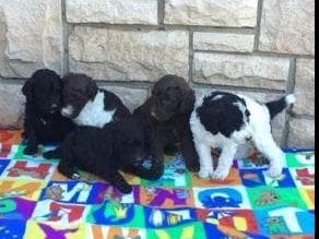 Cane Corso Puppies breeder image 2