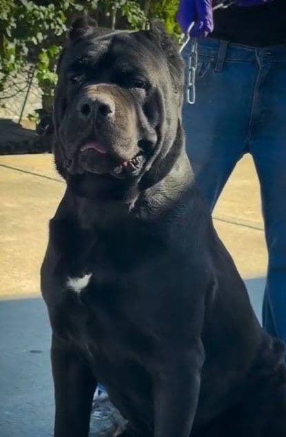 Cane Corso Puppies media 2