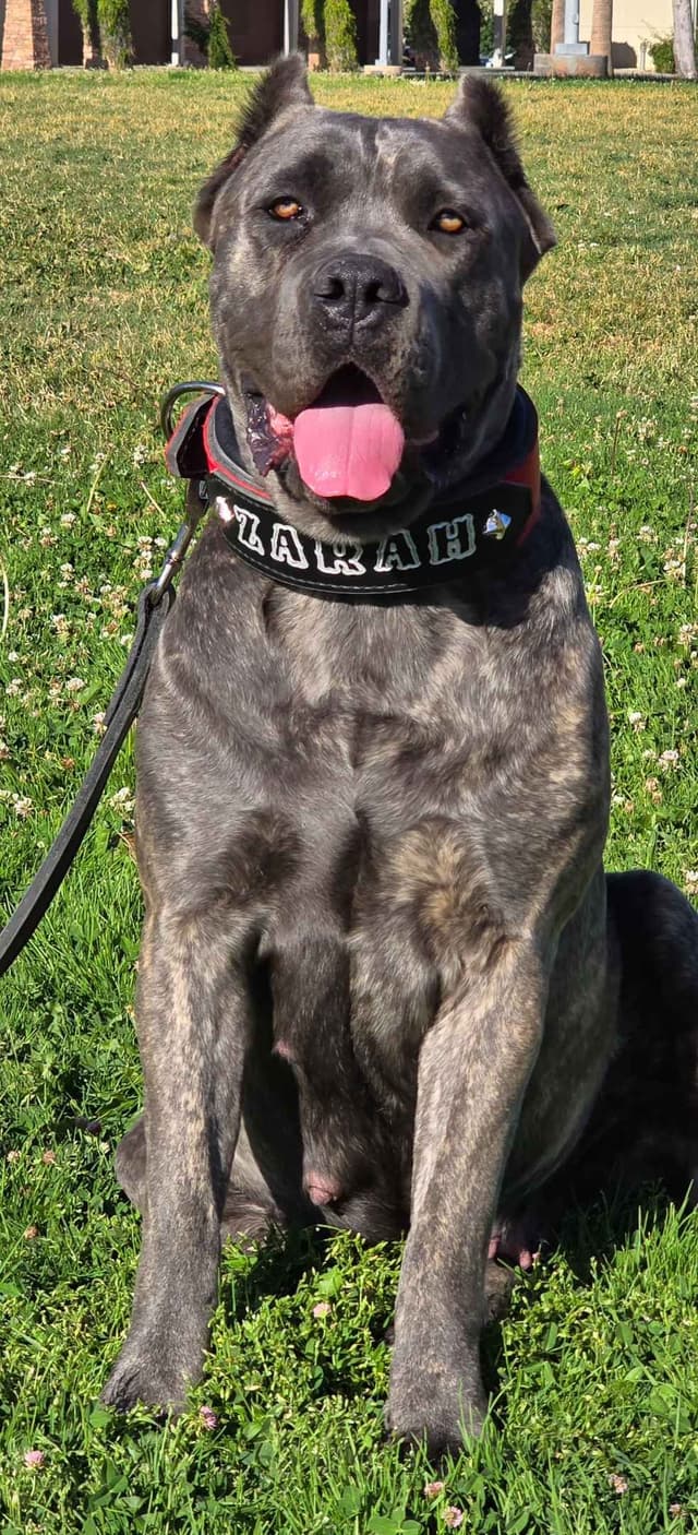 Cane Corso Puppies media 3