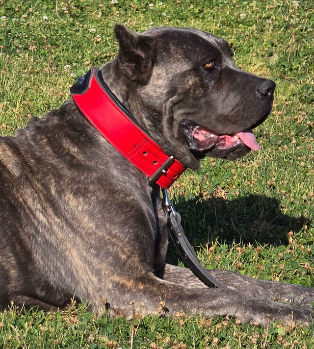 Cane Corso Puppies media 4