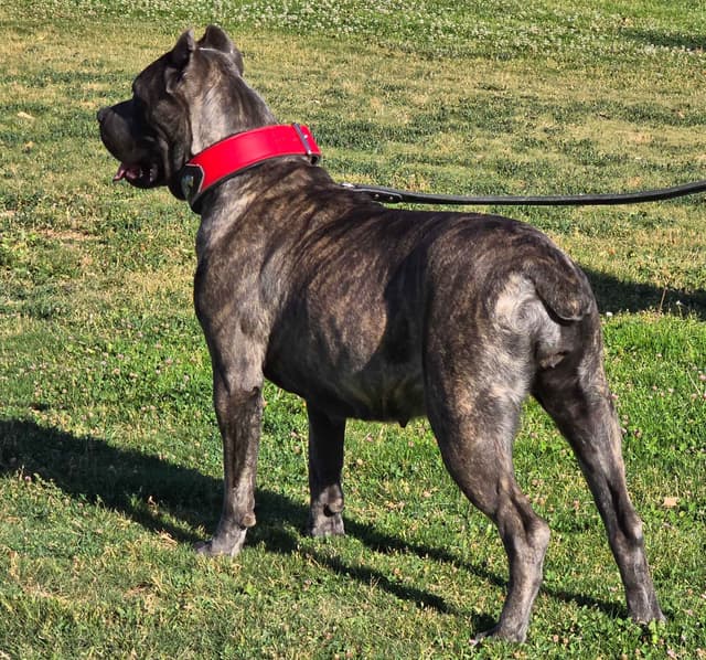 Cane Corso Puppies media 5