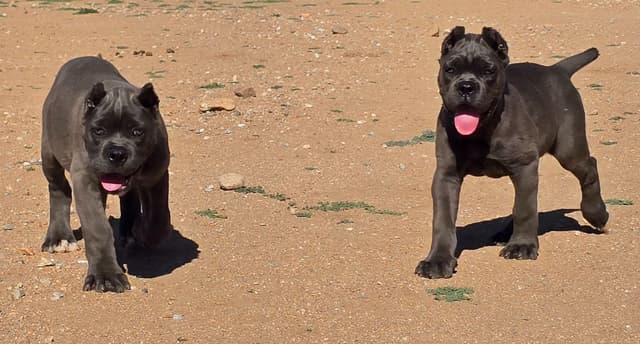Cane Corso Puppies media 6
