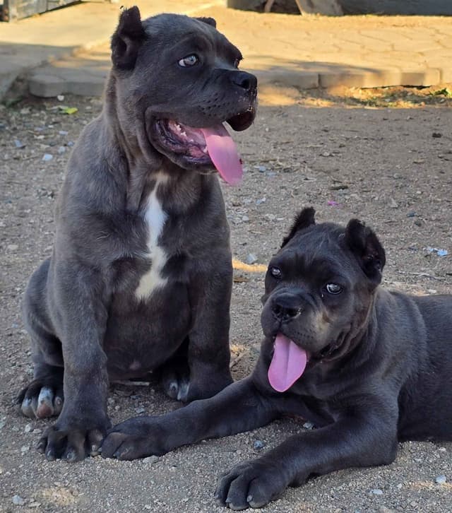 Cane Corso Puppies media 7