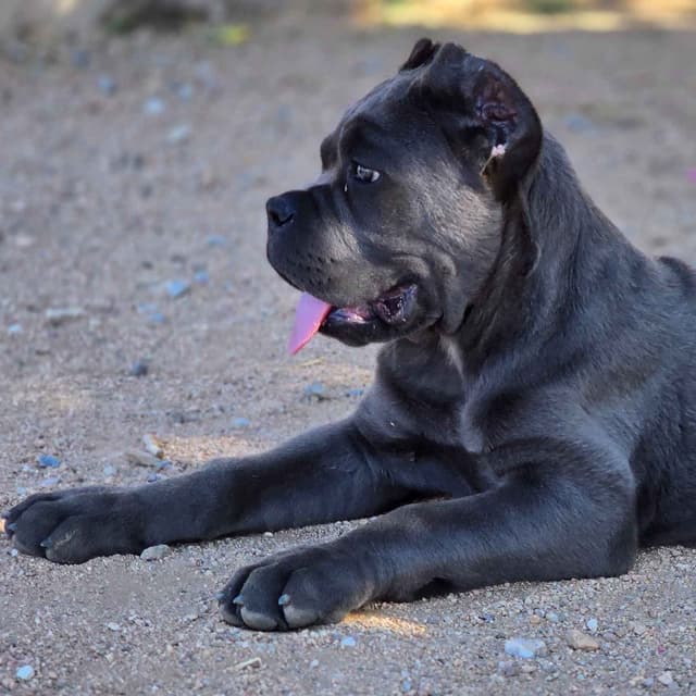 Cane Corso Puppies media 8