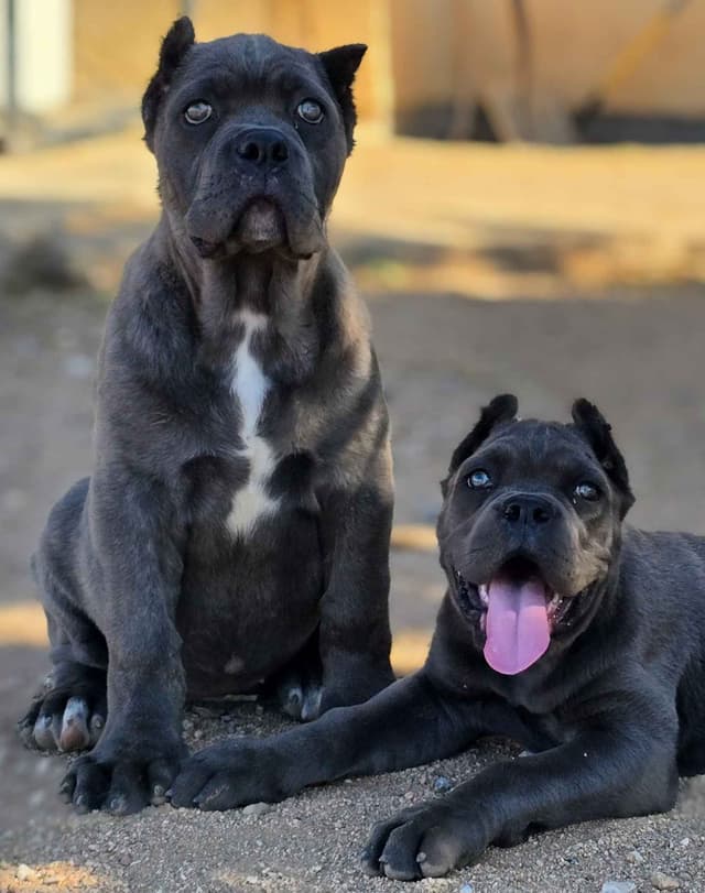 Cane Corso Puppies media 10