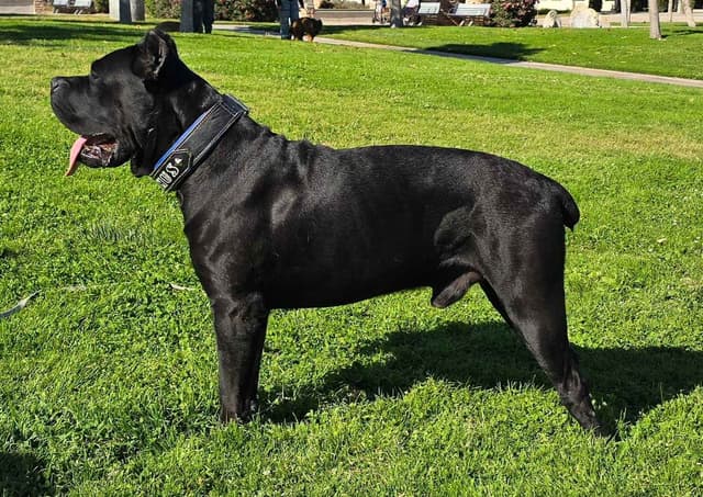 Cane Corso Puppies media 14