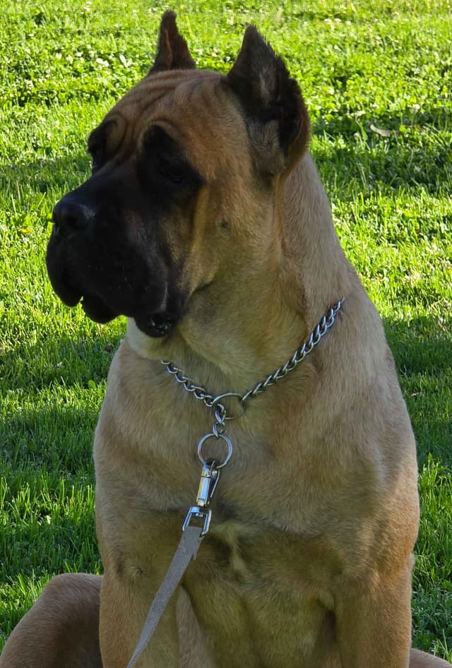 Cane Corso Puppies media 13