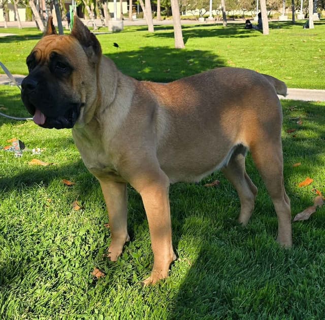 Cane Corso Puppies media 15