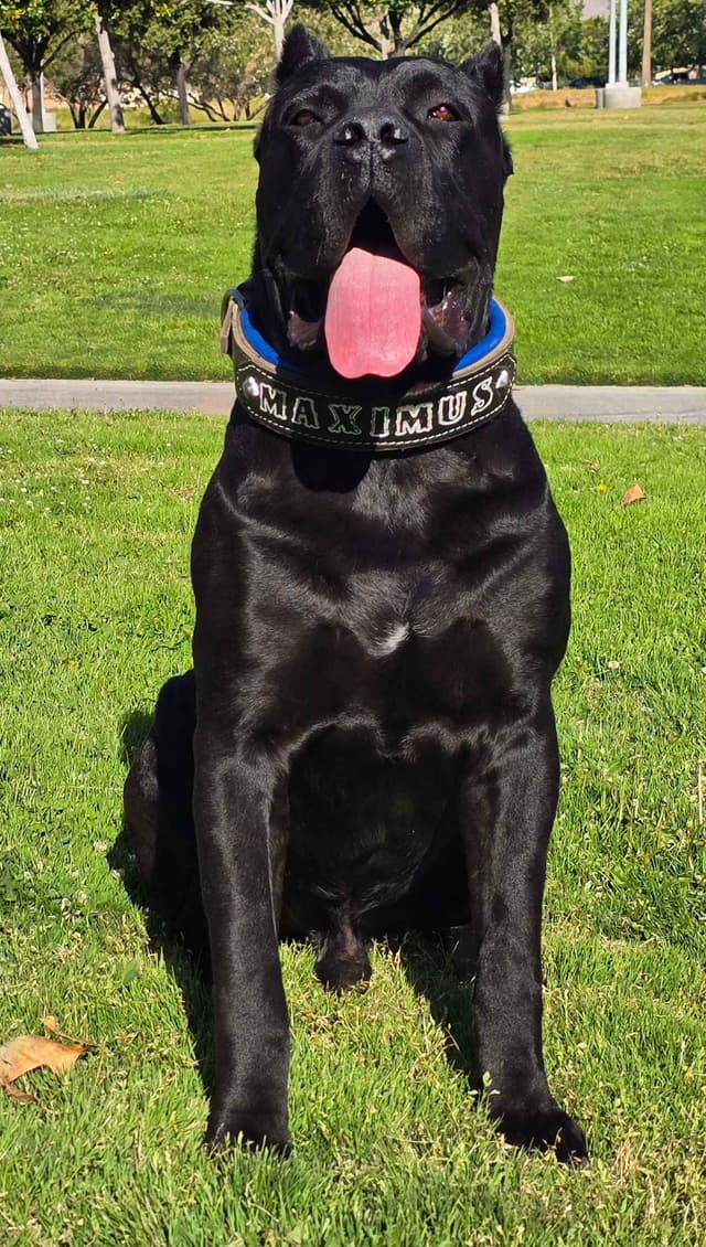Cane Corso Puppies media 16