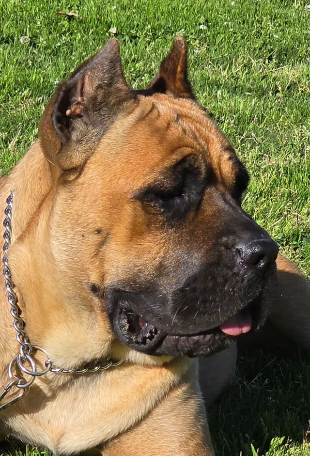 Cane Corso Puppies media 17