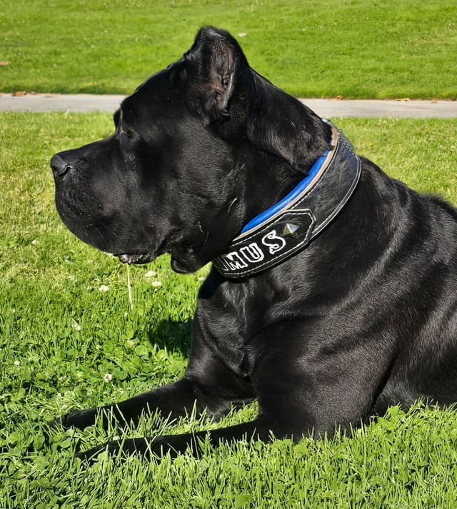 Cane Corso Puppies media 18