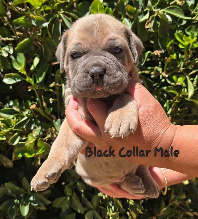 Cane Corso Puppies media 8