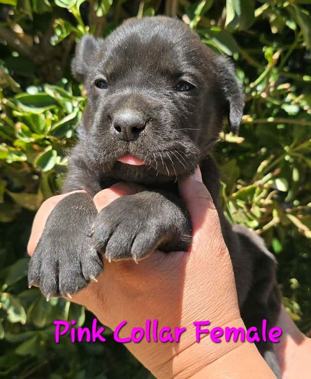Cane Corso Puppies media 12