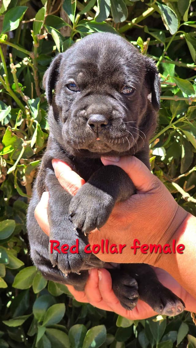 Cane Corso Puppies media 9