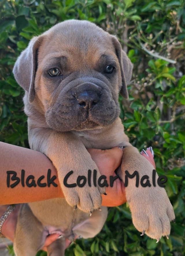Cane Corso Puppies media 2