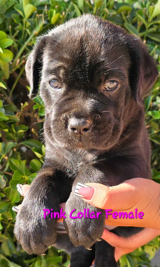 Cane Corso Puppies media 5